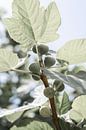 Vijgenboom in Puglia van DsDuppenPhotography thumbnail