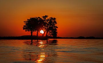 Setting sun with silhouette of tree in Chobe