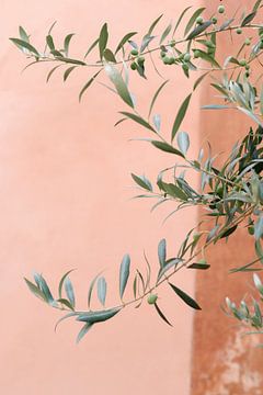 Branches d'olivier vertes contre un mur de couleur corail|olive tree | Botanical view