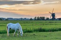 Grazend paard bij windmolen de Bachtenaar (kleur) van Stephan Neven thumbnail