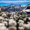 L'herbe à coton - Val Bedretto - Ticino - Suisse sur Felina Photography