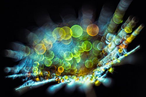 Druppels op een morgenster pluisje 5