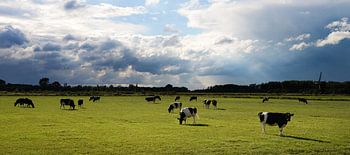 Niederländische Landschaft mit Kühen