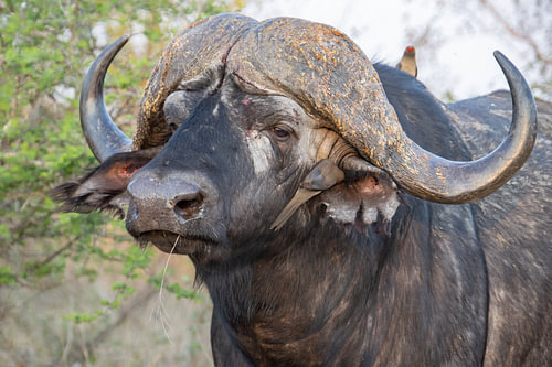 Afrikanischer Büffel