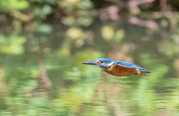 kingfisher in flight