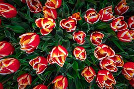 Le printemps dans les polders du nord-est sur Niels Bronkema