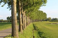 Drive with poplars on the Veerweg in Beusichem. by Geert Visser thumbnail