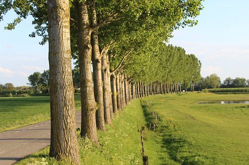 Fahrt mit Pappeln auf dem Veerweg in Beusichem.