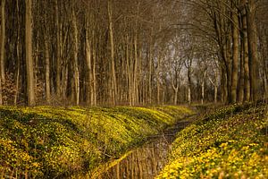 De lente in het Flietsterbosk van Saskia Schotanus