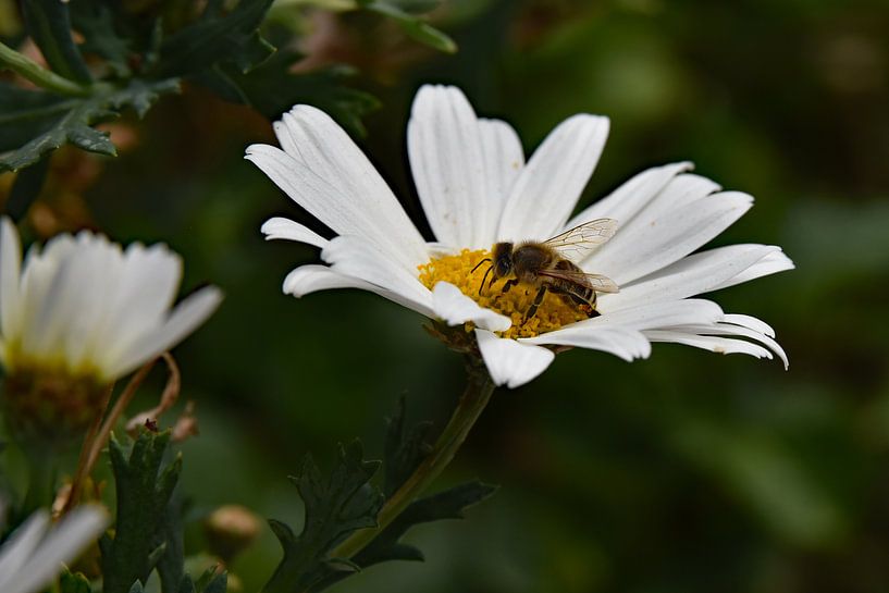 Biene auf Gänseblümchen von Tjamme Vis
