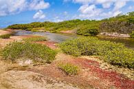 Landschap met mangrovebos en water op het eiland Bonaire van Ben Schonewille thumbnail