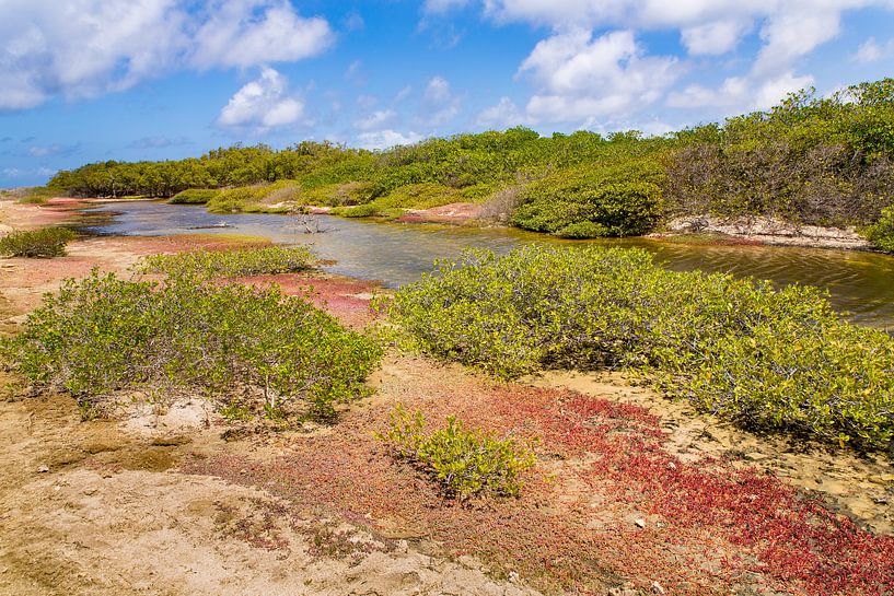 Landschap met mangrovebos en water op het eiland Bonaire van Ben Schonewille