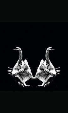 Swans Mirrored van Foto Studio Labie