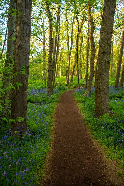 Spaziergang zwischen den Bäumen von Margreet Frowijn