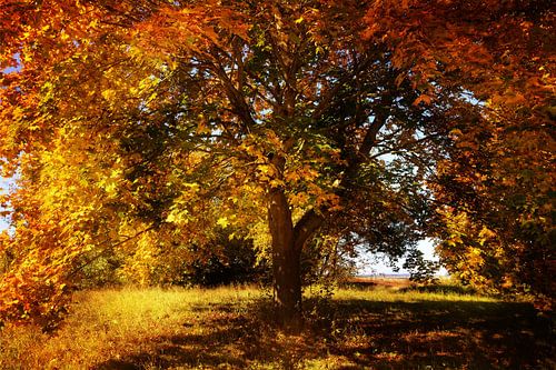 Herfstboom