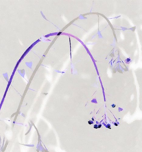 Shepherd's purse III