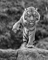 Deze tijger "shakes it off" (zwart wit versie)