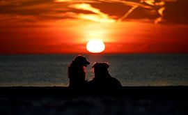 Sunset by Ron van der Kolk