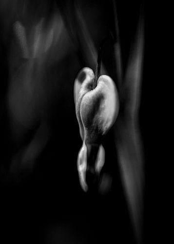 Hartvormige bloem in zwart/wit