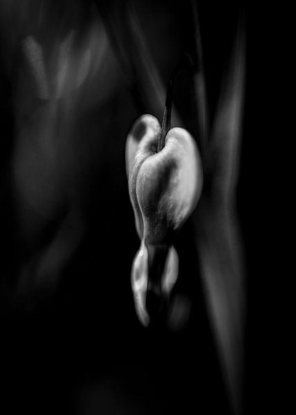 Hartvormige bloem in zwart/wit van Sander van Driel