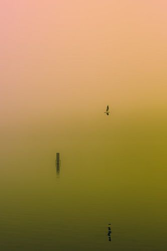 Dichte mist over de Rijkerswoerdse Plassen. 