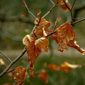 Leaf in the wind by Johnny Flash