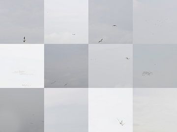 Collage in Quadraten von Vögeln im Flug von Marianne van der Zee