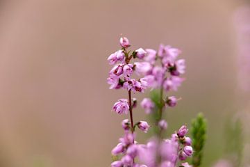 Feldblumen | zartes Grün und rosa Pastellfarben von Heidekraut, Natur | Fine Art Naturfoto