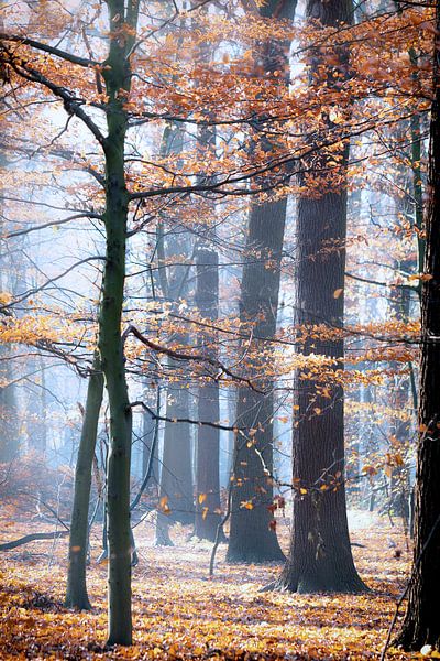 Herfstkleuren van Ingrid Van Damme fotografie