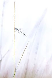 fragiel sur Nadia Daneels