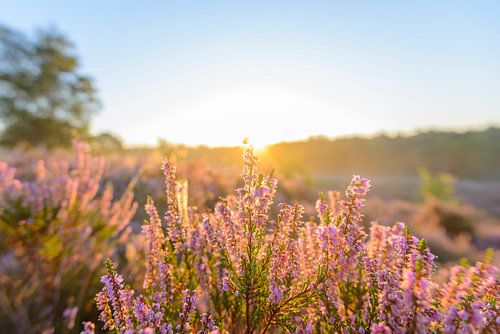 Sonnenaufgang über dem blühenden Heidekraut von Sjoerd van der Wal Fotografie