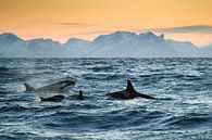 Orca Family by Judith Noorlandt thumbnail