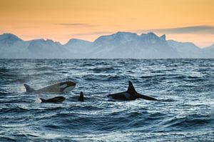 Famille Orca sur Judith Noorlandt