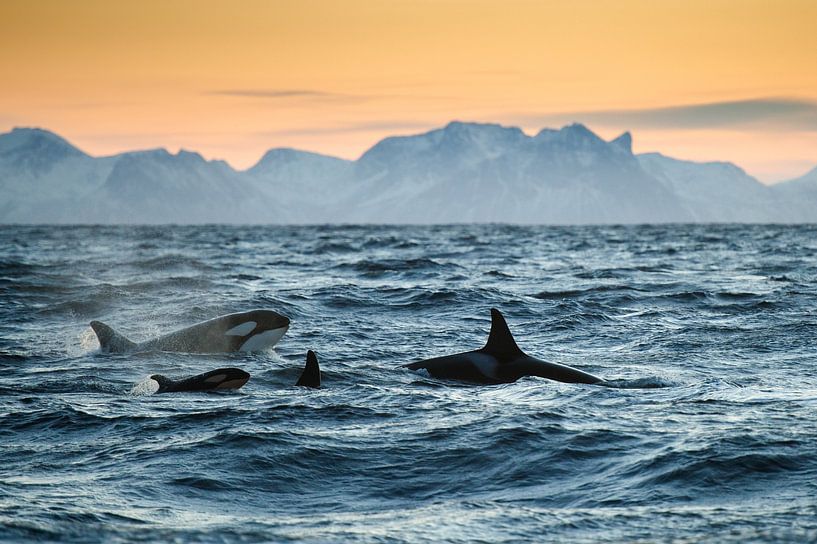 Orca Family by Judith Noorlandt