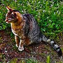 Tabby Cat Wondering What To Do Next by Dorothy Berry-Lound thumbnail