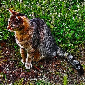 Tabby-Katze fragt sich, was sie als nächstes tun soll
