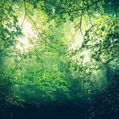 onwerkelijk groen - zonlicht door luifel