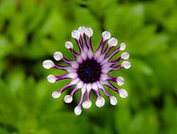 Purple flower
