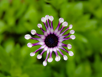 Fleur pourpre