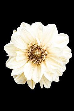 Bloem portret van de  Gerbera van Foto Studio Labie