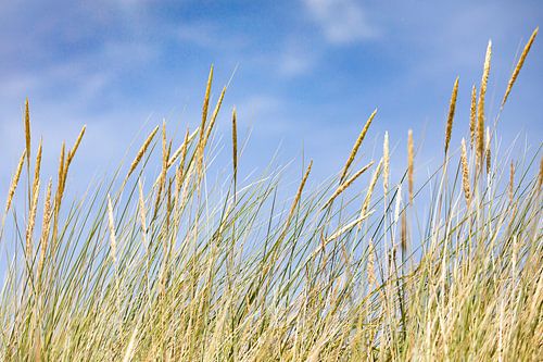 Helmgras op het strand