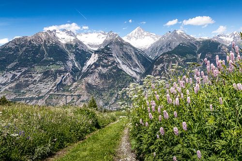 Bietschhorn met bloemen op de voorgrond van Ad Van Koppen Fotografie