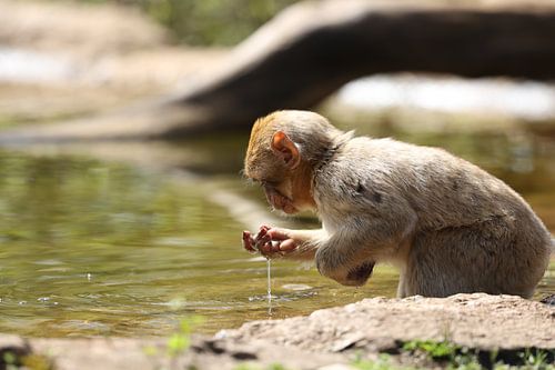 Singe de Barbarie sur Miranda Jansen Fotografie