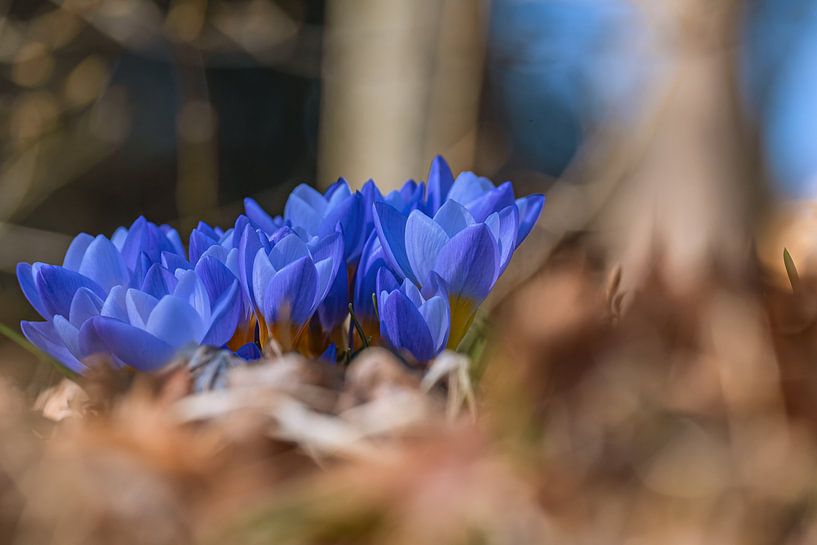 L'éveil du printemps par Photoart-Naegele