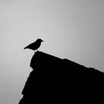 Rustgevende zwart/wit foto van vogel op een dak van Jochem van der Meer