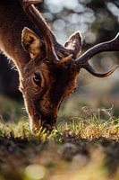 Nature photography - Deer close up