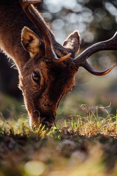 Natuurfotografie - Hert close up van Michiel de Bruin