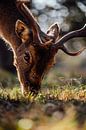 Natuurfotografie - Hert close up van Michiel de Bruin thumbnail