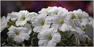 Witte Petunias van Rob Boon