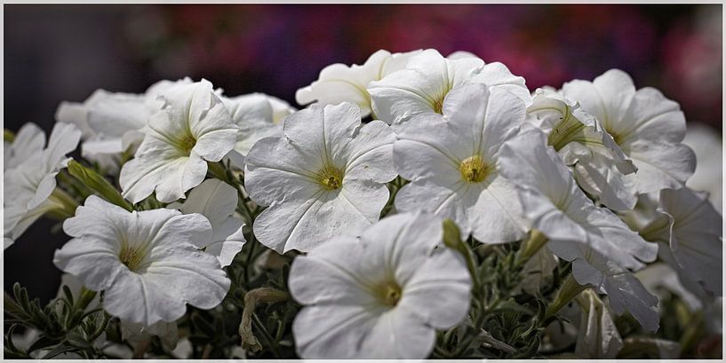 White Petunias by Rob Boon